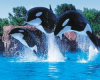 parc-marineland antibes