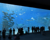 aquarium-nausicaa boulogne-sur-mer