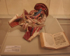 le-musee-de-l-ecorche-d-anatomie le-neubourg
