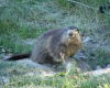 parc-la-montagne-aux-marmottes le-sauze-du-lac