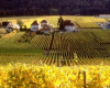 route-des-vins-d-alsace thann