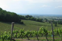 saint-laurent-des-vignes