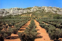 saint-martin-de-crau