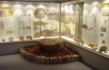 museum-d-histoire-naturelle autun