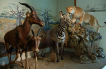 le-museum-d-histoire-naturelle-de-bourges bourges