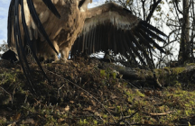 le-parc-sauvage cercles