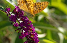 parc-jardin-des-papillons digne-les-bains
