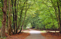 foret-de-fontainebleau fontainebleau