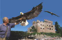 la-volerie-des-aigles kintzheim