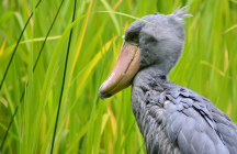 le-musee-ornithologique-charles-payraudeau la-chaize-le-vicomte