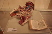 le-musee-de-l-ecorche-d-anatomie le-neubourg