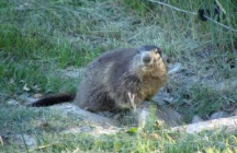 parc-la-montagne-aux-marmottes le-sauze-du-lac