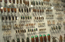 la-cite-des-insectes nedde