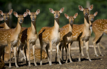 safari-de-peaugres peaugres