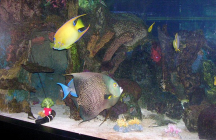 parc-aquarium-tropical pierrefitte-nestalas