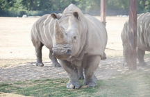 parc-african-safari plaisance-du-touch