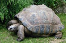 zooparc-de-beauval saint-aignan