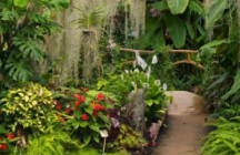 parc-floral-et-tropical-de-la-court-d-aron saint-cyr-en-talmondais