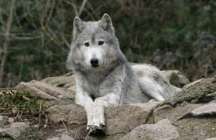 parc-a-loups-du-gevaudan saint-leger-de-peyre