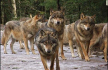 alpha-le-parc-des-loups-du-mercantour saint-martin-vesubie