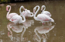 parc-ornithologique-de-pont-de-gau saintes-maries-de-la-mer