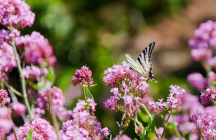 abbaye-de-valsaintes simiane-la-rotonde