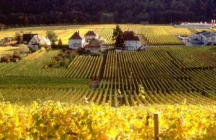route-des-vins-d-alsace thann