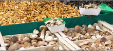 champignons de paris