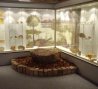 museum-d-histoire-naturelle autun