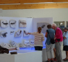 paleodecouvertes-museum-de-l-ardeche balazuc