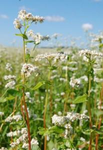 la-foret-et-apiculture la-foret-et-apiculture