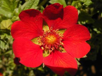 jardin-botanique-alpin jardin-botanique-alpin